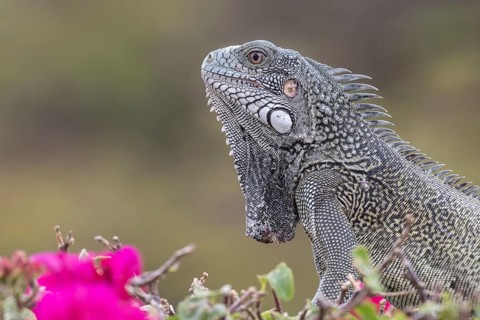 Green iguana (Iguana iguana), Curacao
