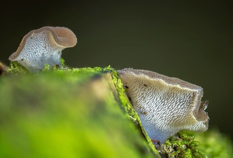 Ice mushroom, ice tooth, gelatinous trembling, toothed jelly mushroom, pseudohydnum gelatinosum,