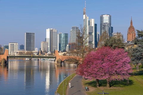 The ornamental cherries on the banks of the Main in Frankfurt start to bloom at spring arrival,