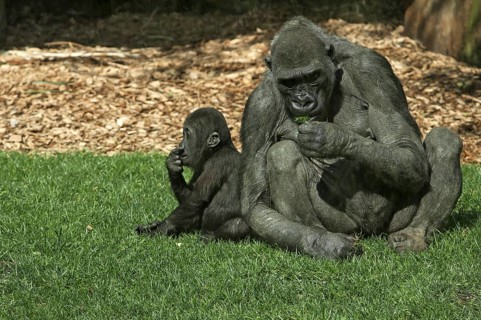 Lowland gorilla (Gorilla gorilla gorilla) with her young, captive, Germany