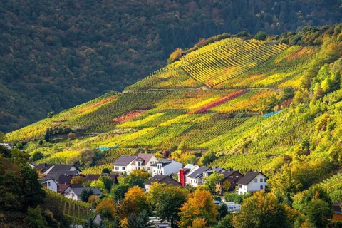 Vineyards in autumn in the central Ahr valley, near Mayschoß, Rhineland-Palatinate