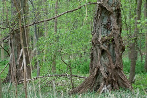 Elm, tree, trees, spring, deciduous forest, natural forest, spring, tree, jungle, wood