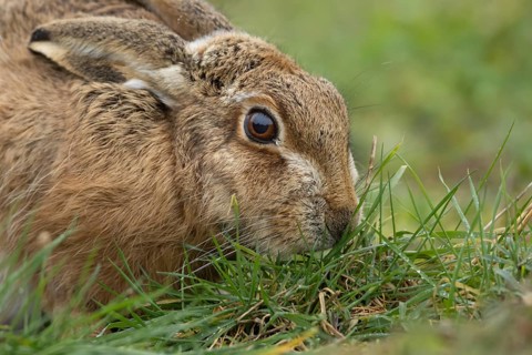 European brown hare (Lepus europaeus) adult animal feeding in a grass field, England, United