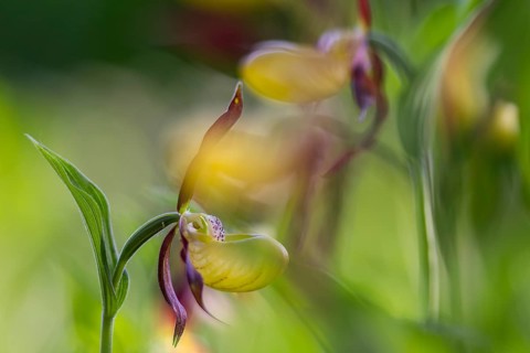 European lady's slipper (Cypripedium calceolus), orchid family (Orchidaceae), Bergsteig, Upper