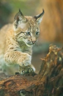 Eurasian lynx (Lynx lynx) youngster (cub) sharpens its claws on an old rotten tree trunk in a