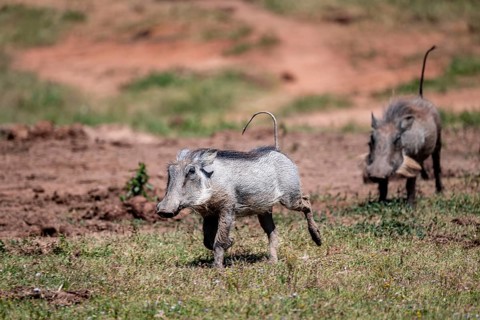 Warthogs (Phacochoerus africanus), Addo-Elefant National Park, Eastern Cape, South Africa
