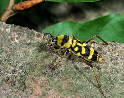 Chlorophorus varius, variable ram ram, beetle, longhorn beetle, coleoptera, grape wood borer,