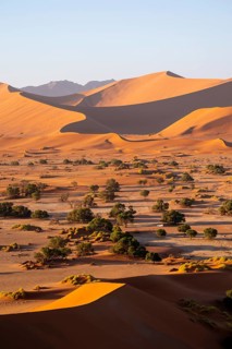 Barren vegetation between red-yellow Namib sand dunes, Namib Desert, Namib-Naukluft National Park,