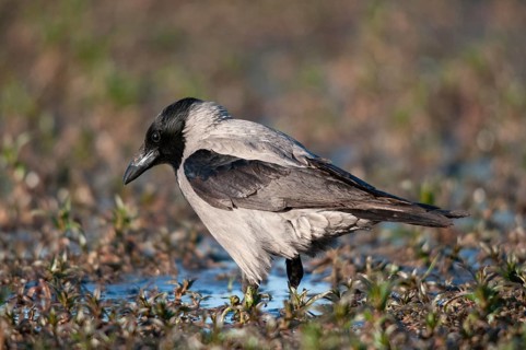 Corvus cornix, hooded crow, misty crow, bath, birds, corvidae family of birds, passeri, corvids,