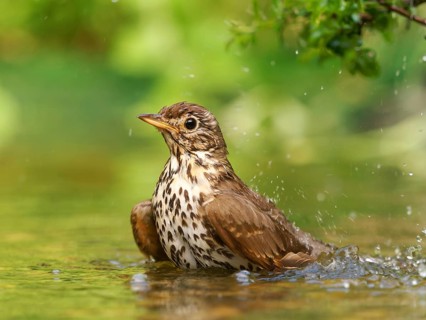 Song thrush (Turdus philomelos) bathing in shallow water with water droplets, Solms, Hesse, Germany