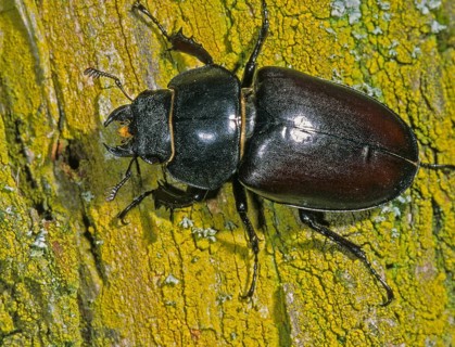Thundergugi, firecracker, stag beetle, hornschröter, Lucanus cervus, Schröter, Beetle, Coleoptera,