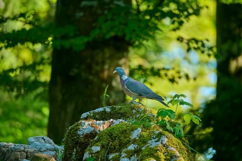 A solitary pigeon stands on a moss-covered rock in a green forest: a wood pigeon (Columba