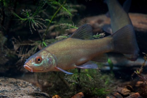 Schleie, Tench, Tinca Tinca, Doctor Fish, Fishes, Pisces