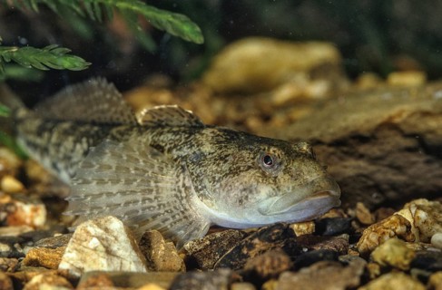 Bullhead, Cottus Gobio, European Bullhead, Millers Thumb, Mühlkoppe, Westgroppe, Common Bullhead,