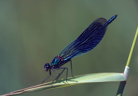 Banded demoiselle, calopteryx splendens, banded dragonfly, damselflies, dragonflies, insects, leo,