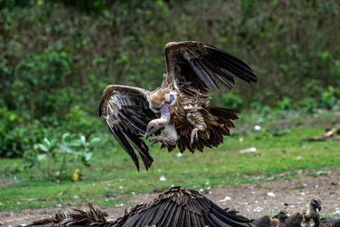 Vulture, slender-billed vulture (Gyps tenuirostris), Chitwan National Park, Terai, Nepal