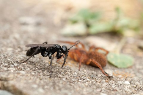 Anoplius nigerrimus, common black spider-hunting wasp, hymenoptera, pompilidae, black