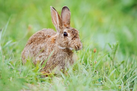 Wild rabbit (Oryctolagus cuniculus) sitting in a meadow and eating, North Rhine-Westphalia, Germany