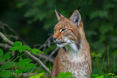 Close-up portrait of hunting Eurasian lynx, Northern lynx (Lynx lynx lynx) looking for prey in