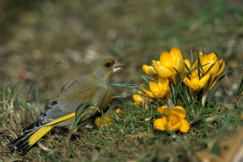 Carduelis chloris, chloris chloris, greenfinch, greenfinch, greenfinch, birds, spring, garden, leo,