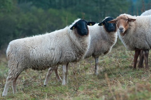 Artiodactyla, Coburg fox sheep, domestic sheep, even-toed ungulate, domestic sheep, Ovis Gmelini