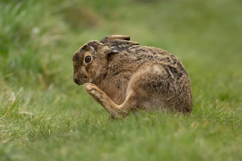 European brown hare (Lepus europaeus) adult animal in grassland, England, United Kingdom
