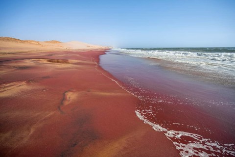 Sandy beach beach with pink sand, Atlantic coast in the Namib Desert, Sandwich Harbour, Namib