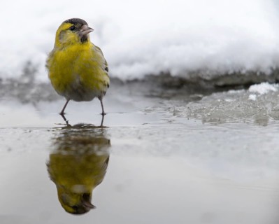 Carduelis spinus, siskin, spinus spinus, siskin, bath, bird bath, birds, male, mirror, male,