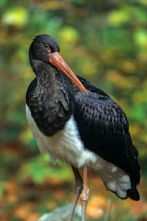 Black stork, ciconia nigra, black stork, birds, ciconiiforms, high size, portrait format, leo,
