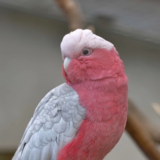 Pink cockatoo (Eolophus roseicapilla), animal portrait, captive, Hesse, Germany