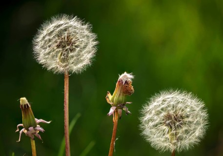 Asteraceae, common dandelion, daisy, dandelion, dandelion, taraxacum officinale agg., flora,