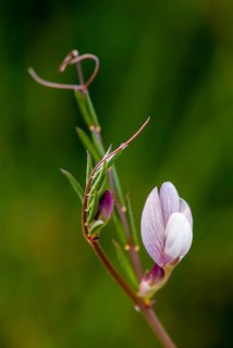 Vicia spec., sweet pea, Extremadura, flora, plants, Spain