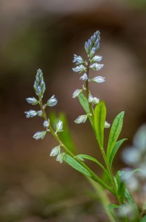Common cruciferous, common cruciferous, cruciferous, cruciferous, cruciferous, polygala vulgaris