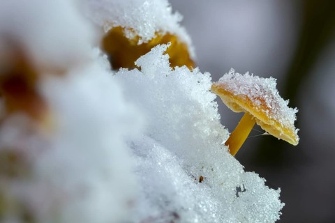 Enoki, Flammulina Velutipes, Common Velvet Foot, Velvet Foot, Winter Mushrooms, Fungus, Futu, Ice,