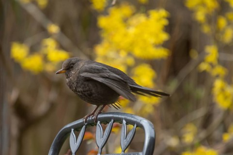 Female blackbird (Turdus merula) sitting on a garden chair, Bavaria, Germany