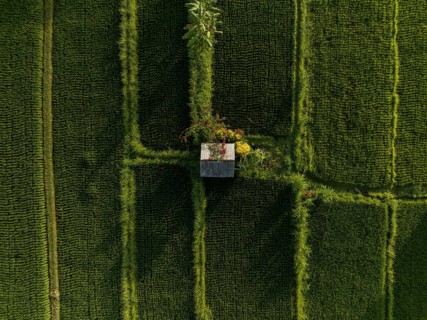 Aerial view looking down at a hut surrounded by rice paddies, Mount Agung, Bali, Indonesia