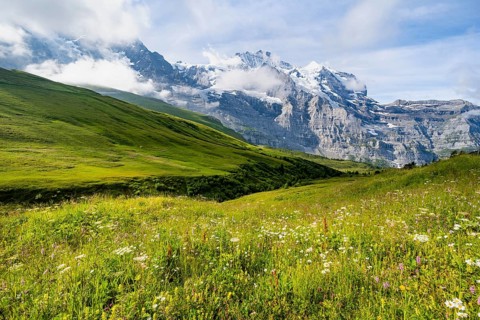 Mountain panorama with peaks Eiger, Mönch and Jungfrau, blooming mountain meadows, Kleine