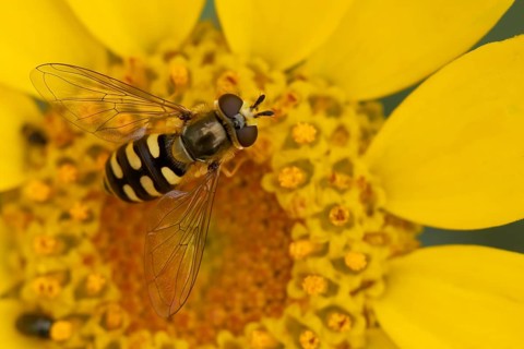 Common hoverfly (Eupeodes corollae) adult insect feeding on a Corn marigold flower in summer,
