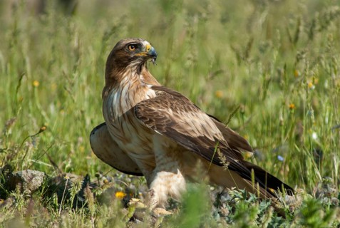 Accipitriformes, Booted Eagle, Hieraaetus Pennatus, Dwarf Eagle, Birds, Eagles, Extremadura,
