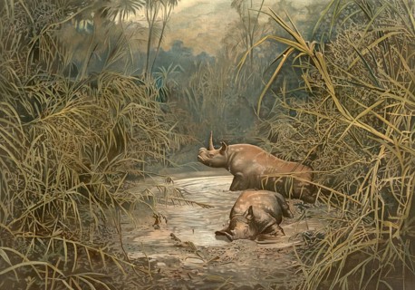 African rhinos, black rhinoceros, in a swamp area in Africa, 1890, school picture, illustration,