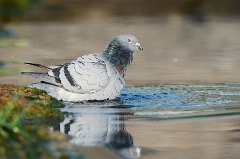 A rock pigeon (Columba livia forma domestica) bathing in a pond, North Rhine-Westphalia, Germany