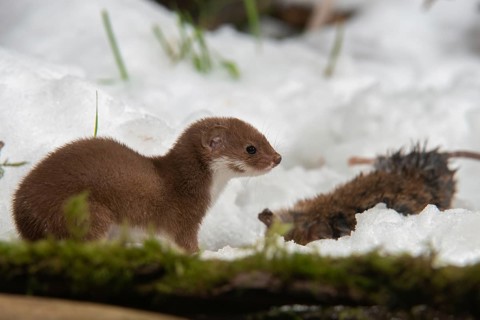 Carnivora, least weasel, mouse weasel, mustela nivalis, predators, prey, capture, hunting, mammals,