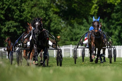 Harness horse race in motion on grassy track, drivers in colorful uniforms steering sulkies, real