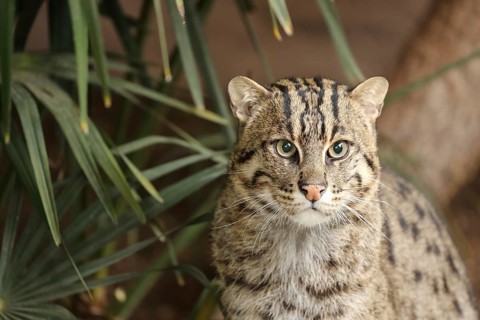 A spotted wildcat in a green setting, surrounded by plants, looking intently at the camera, fish