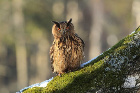 Eurasian Eagle-owl perched on a tree trunk, an owl with orange eyes is perched on a moss-covered