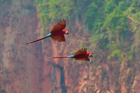 Two vibrantly coloured parrots fly through the air against a backdrop of red rocks and green