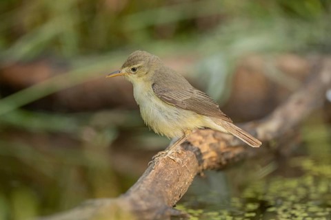 A polyglot warbler (Hippolais polyglotta) is perched on a branch above the water. It looks around