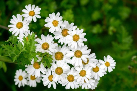 Asteraceae, false chamomile, feverwort, motherwort, tanacetum parthenium, ornamental chamomile,