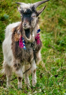 Ukrainian domestic goat o the road. Ukraine