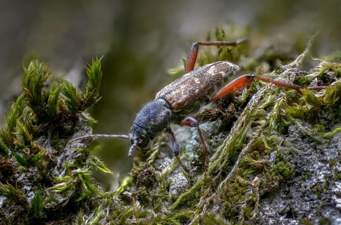 Aspen zebra beetle, cerambycidae, dark woodpiper, gray aspen buck, wood wasp, xylotrechus rusticus,